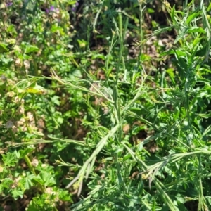 Sisymbrium officinale at Crowther, NSW - 7 Oct 2023 09:50 AM