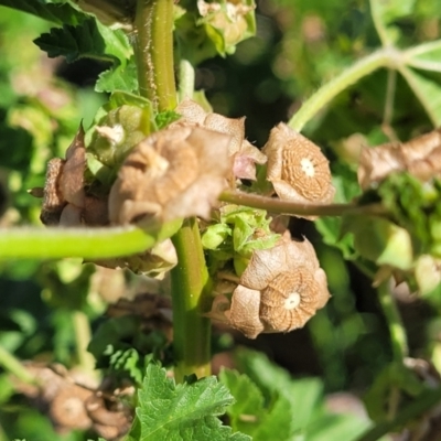 Malva parviflora (Little Mallow) at Crowther, NSW - 6 Oct 2023 by trevorpreston