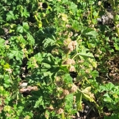 Malva parviflora at Crowther, NSW - 7 Oct 2023 09:50 AM