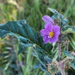 Solanum cinereum at Crowther, NSW - 7 Oct 2023