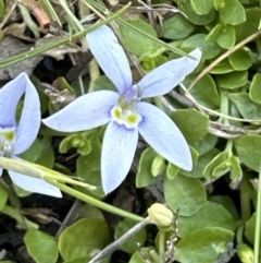 Isotoma fluviatilis subsp. australis (Swamp Isotome) at Kambah, ACT - 8 Oct 2023 by lbradley