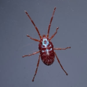 Rainbowia sp. (genus) at Greenleigh, NSW - suppressed