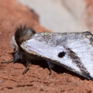 Epicoma melanospila at Greenleigh, NSW - 7 Oct 2023