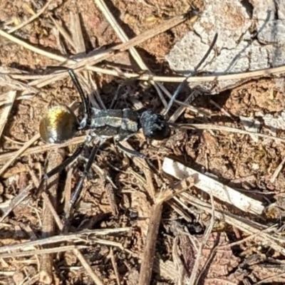Polyrhachis ammon (Golden-spined Ant, Golden Ant) at Fraser, ACT - 7 Oct 2023 by AmyJB