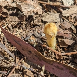 Orobanche minor at Spence, ACT - 7 Oct 2023 03:29 PM