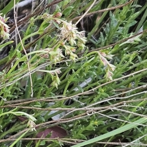 Gonocarpus tetragynus at Belconnen, ACT - suppressed