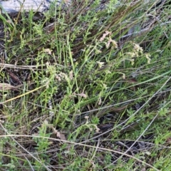 Gonocarpus tetragynus at Belconnen, ACT - 7 Oct 2023