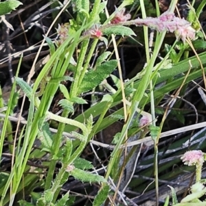 Gonocarpus tetragynus at Belconnen, ACT - suppressed