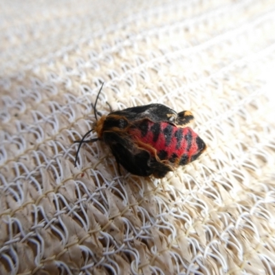 Ardices curvata (Crimson Tiger Moth) at Charleys Forest, NSW - 7 Oct 2023 by arjay