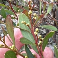 Acacia penninervis var. penninervis (Hickory Wattle) at Fisher, ACT - 8 Oct 2023 by lbradley