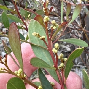 Acacia penninervis var. penninervis at Fisher, ACT - 8 Oct 2023