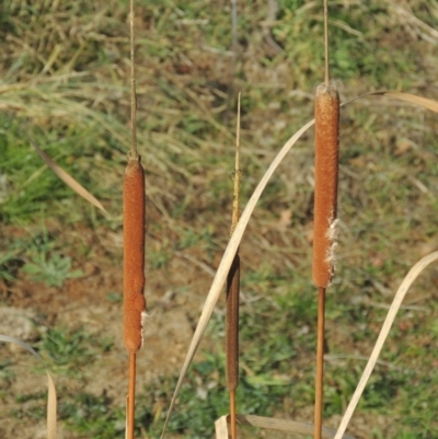 Typha domingensis (Bullrush) at Richardson, ACT - 15 Jul 2023 by MichaelBedingfield