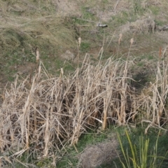 Typha domingensis at Richardson, ACT - 15 Jul 2023 03:13 PM