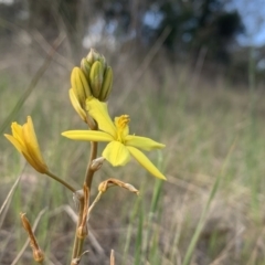 Bulbine bulbosa (Golden Lily) at Mount Ainslie - 7 Oct 2023 by JaneSutton