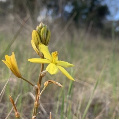 Bulbine bulbosa (Golden Lily) at Mount Ainslie - 7 Oct 2023 by JaneSutton