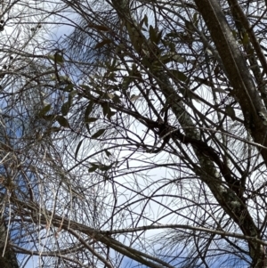 Muellerina eucalyptoides at Fisher, ACT - 8 Oct 2023