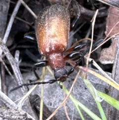 Ecnolagria grandis (Honeybrown beetle) at Tuggeranong, ACT - 8 Oct 2023 by lbradley