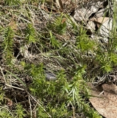 Acrotriche serrulata (Ground-berry) at Tuggeranong, ACT - 8 Oct 2023 by lbradley