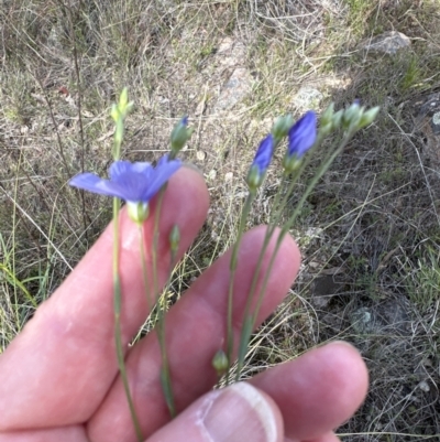 Linum marginale (Native Flax) at Tuggeranong, ACT - 8 Oct 2023 by lbradley