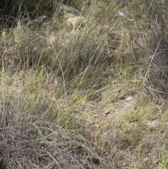 Linum marginale at Kambah, ACT - 8 Oct 2023