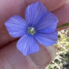 Linum marginale at Kambah, ACT - 8 Oct 2023