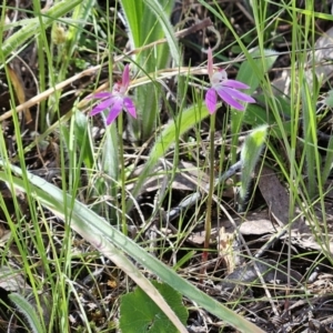 Caladenia carnea at Belconnen, ACT - suppressed