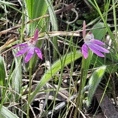 Caladenia carnea at Belconnen, ACT - suppressed