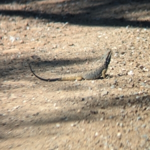 Pogona barbata at Mundarlo, NSW - suppressed