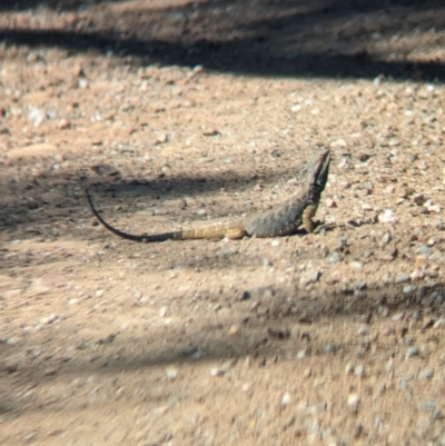 Unidentified Dragon at Mundarlo, NSW - 7 Oct 2023 by Darcy