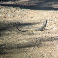 Pogona barbata at Mundarlo, NSW - suppressed