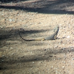 Pogona barbata at Mundarlo, NSW - suppressed