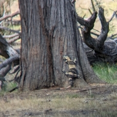 Varanus varius (Lace Monitor) at Book Book, NSW - 6 Oct 2023 by Darcy