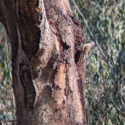 Climacteris picumnus (Brown Treecreeper) at Splitters Creek, NSW - 7 Oct 2023 by Darcy