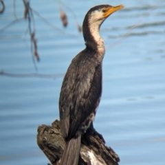 Microcarbo melanoleucos (Little Pied Cormorant) at Splitters Creek, NSW - 8 Oct 2023 by Darcy