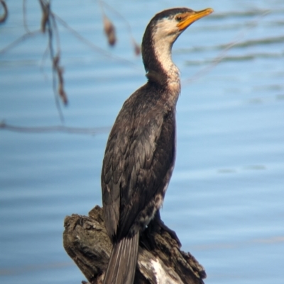 Microcarbo melanoleucos (Little Pied Cormorant) at Splitters Creek, NSW - 8 Oct 2023 by Darcy