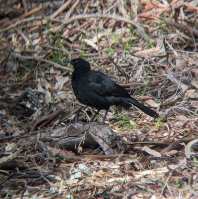 Corcorax melanorhamphos (White-winged Chough) at Splitters Creek, NSW - 7 Oct 2023 by Darcy