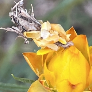 Heliocosma (genus - immature) at Mount Ainslie - 8 Oct 2023