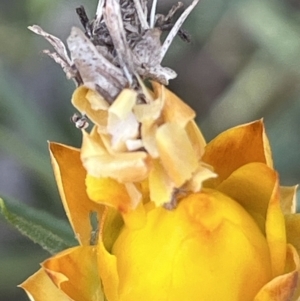 Heliocosma (genus - immature) at Mount Ainslie - 8 Oct 2023