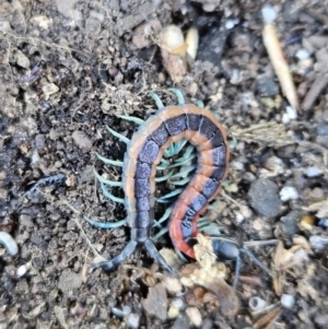 Scolopendra laeta at Denman Prospect, ACT - 8 Oct 2023 10:01 AM