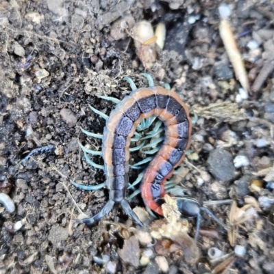 Scolopendra laeta (Giant Centipede) at Denman Prospect, ACT - 7 Oct 2023 by AaronClausen