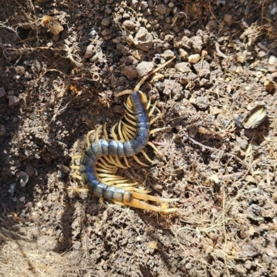 Ethmostigmus rubripes (Giant centipede) at Denman Prospect, ACT - 7 Oct 2023 by AaronClausen