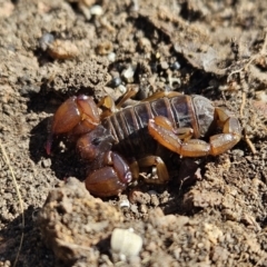 Urodacus manicatus (Black Rock Scorpion) at Denman Prospect, ACT - 8 Oct 2023 by AaronClausen