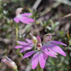 Caladenia carnea (Pink Fingers) at Stromlo, ACT - 8 Oct 2023 by AaronClausen