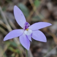 Glossodia major (Wax Lip Orchid) at Stromlo, ACT - 8 Oct 2023 by AaronClausen