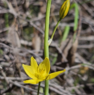 Bulbine bulbosa (Golden Lily) at Denman Prospect, ACT - 7 Oct 2023 by AaronClausen