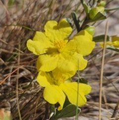 Hibbertia obtusifolia (Grey Guinea-flower) at Denman Prospect, ACT - 8 Oct 2023 by AaronClausen