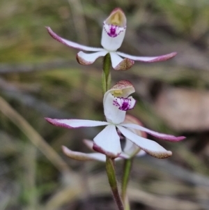 Caladenia moschata at Stromlo, ACT - 8 Oct 2023