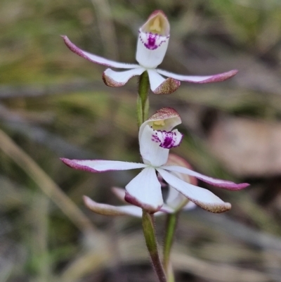 Caladenia moschata (Musky Caps) at Stromlo, ACT - 8 Oct 2023 by AaronClausen