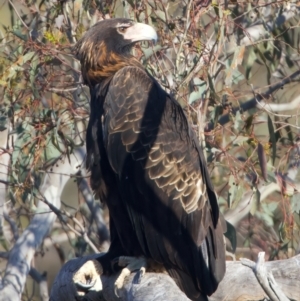 Aquila audax at Majura, ACT - 28 Sep 2023