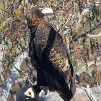 Aquila audax (Wedge-tailed Eagle) at Majura, ACT - 28 Sep 2023 by jb2602